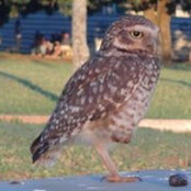 Raffy Kock's photo