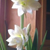 Edith Zimmermann's photo