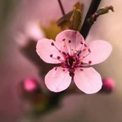 Robin Holdens foto
