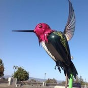 Edward John Silvoy's photo