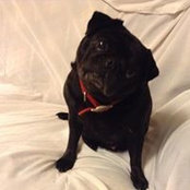 Joseph Vivenzio's photo