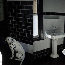 dogs new idea