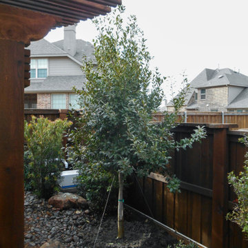 Evergreen Trees & Shrubs