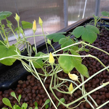 Aquaponics Fish & Plants