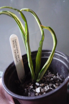 strelitzia nicolai outdoor Bird of Paradise White, Strelitzia Nicolai