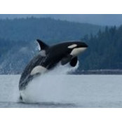 Suzanne Massey's photo