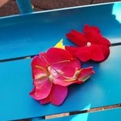 Violet Camellia's photo