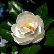 Michelle Kennelly's photo