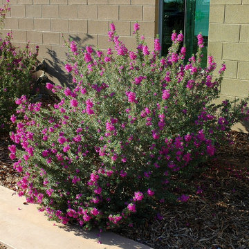 The Problem of Overpruning Flowering Shrubs