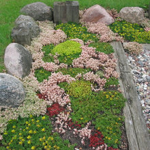 Succulents
