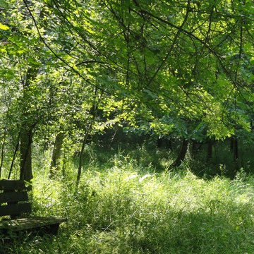 Woodland Meadow