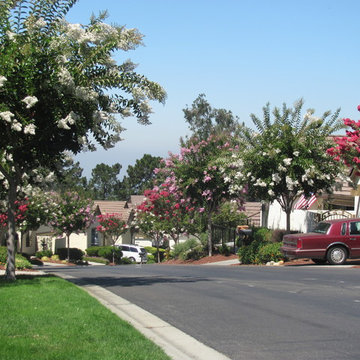 Exuberant Crape myrtle trees in blossoms. San Jose, CA. Five years of structural