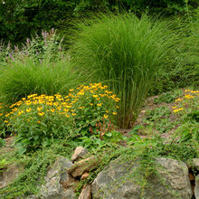 Front Yard and walkway