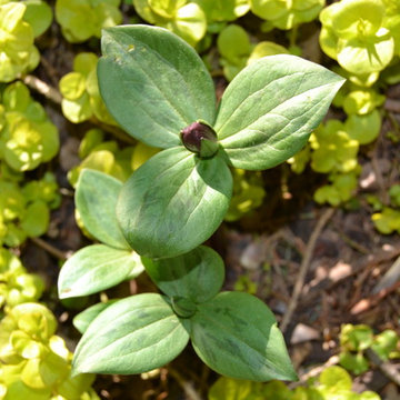 DIY Landscape - Woodland or Shade Gardening