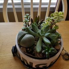 Succulents