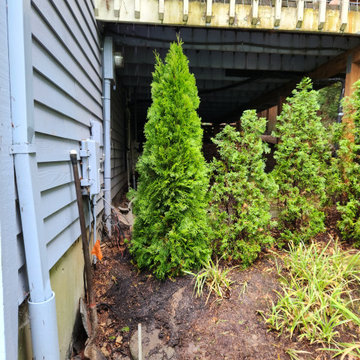 New Emerald Green Arborvitae