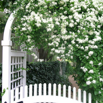Sweet Autumn Clematis