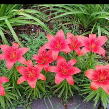 Plants I have