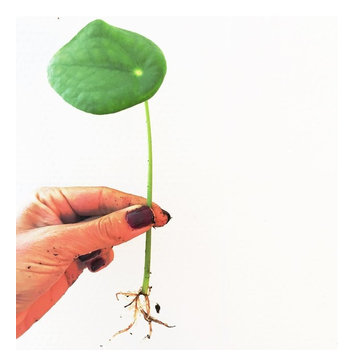 Pilea Peperomioides sprouts