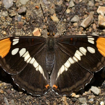 3 Easy Steps to Create a Butterfly Garden
