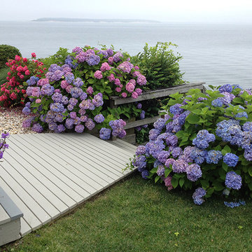 Hamptons Hydrangeas