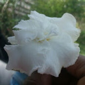 Lavaughn Thomass foto