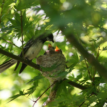 Birds