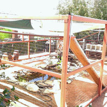 Catio