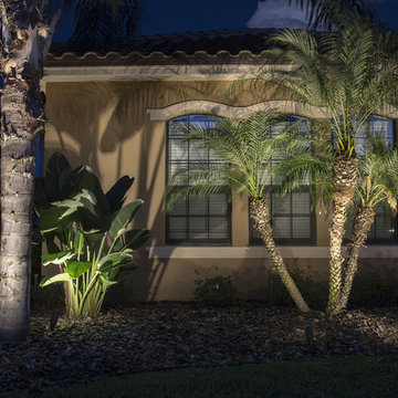 Palm Tree Lighting