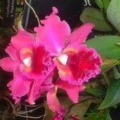 Dorothy Collins's photo