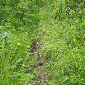 Carex sprengelii / Long-Beaked Sedge