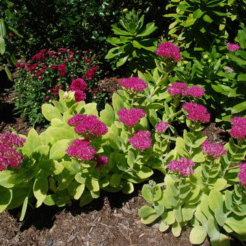 Eye-Catching Pinks Contrast with Green Foliage