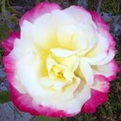 Tara Inden's photo