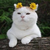 Đỗ Trầmさんの写真
