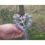 Samantha Smith's photo