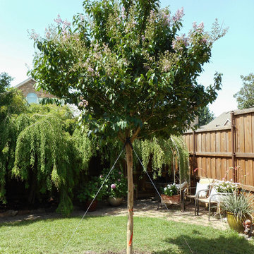 Muskogee Crape Myrtle