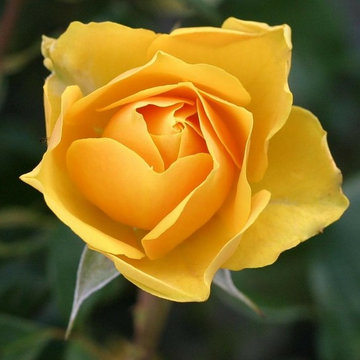 Sensible Gardening: Tips for Planting and Upkeep of Roses