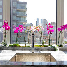 Orchid