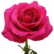 Mary Scott Sabatino's photo