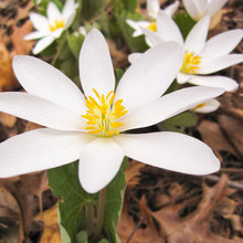 White flowers