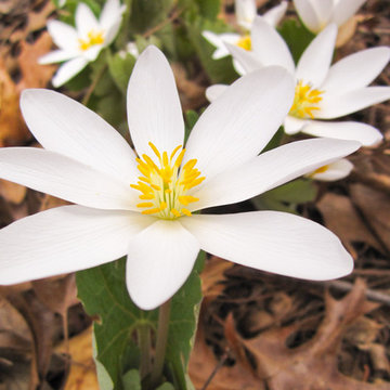 Sanguinaria canadensis / Bloodroot