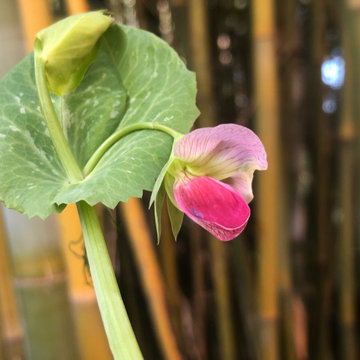 Growing Vibrant Colorful Veggies/ Raised Beds