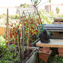 Container Gardening/Supports