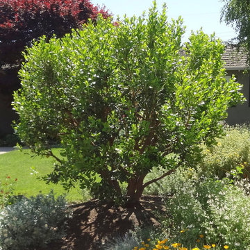 Campbell, CA - Wildlife Habitat
