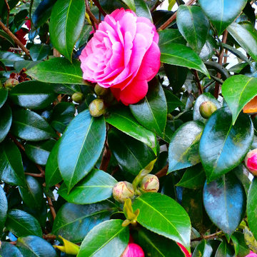 Jardín de Basi