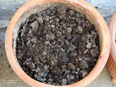 Manure And Roses How Do You Use Chicken Manure on Roses? | Houzz Forum