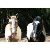3happyhorses's photo