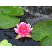 Cathy Vanderwal's photo