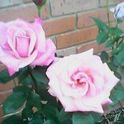 Judy Gober's photo