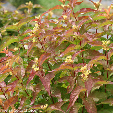 Kodiak™ Bush Orange Honeysuckle Diervilla